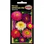 nasinnia-nk-elit-aistra-sumish-amerykanska-03-h-71477